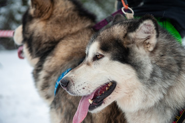 Alaskan Malamute dog closeup portrait on a winter