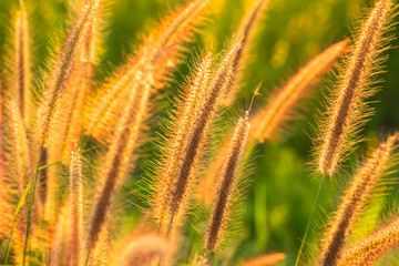 Grasses Blomming at Sunset