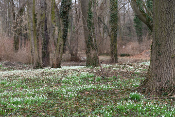 beautiful snowdrop background