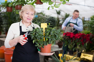 Adult woman is pruning blooming flowers on her work place