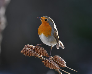 Rotkehlchen auf Föhrenzapfen