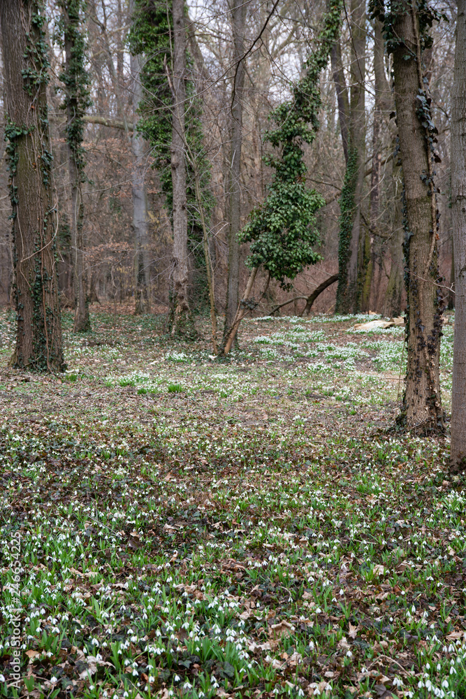 Poster beautiful snowdrop background