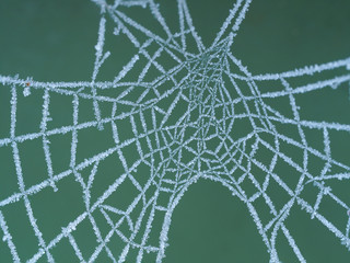 Frozen spider's web macro with a green background