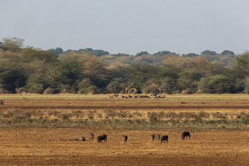 Fototapeta na wymiar Steppe - Nationalpark - Tansania