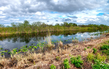 Fototapeta na wymiar Beautiful Everglades Swamps on a cloudy day