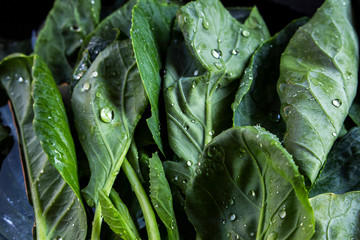 Chinese kale vegetable closeup
