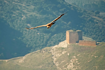 Buitre leonado sobrevolando el castillo de las cinco esquinas, en la sierra de Cazorla, Segura y Las Villas.