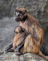 Gelada baboon female. Latin name - Theropithecus gelada