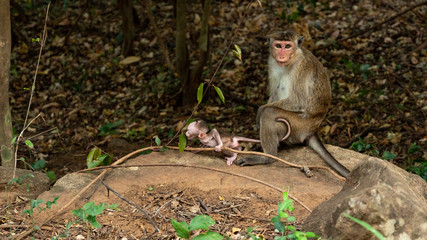 Baby Monkey Eating Leaf