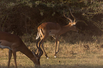 Antilope - Serengeti