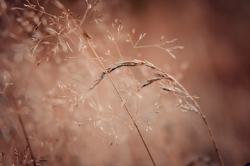 dry grass autumn macro photography