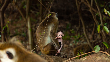 Baby Monkey Stretches Paw