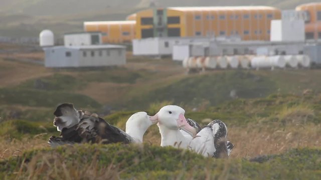 Two Wandering Albatross adults preening each other in front of a research base in the sub antarctic.