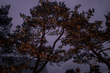 Illuminated tree at night