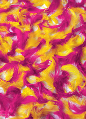 Naklejka na ściany i meble background feather red yellow pink purple color texture multicolored colorful motlley
