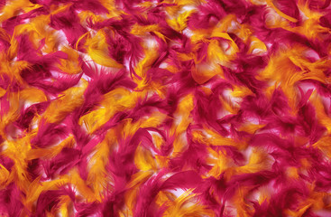Naklejka na ściany i meble feather background red yellow pink purple feather color texture multicolored colorful motlley