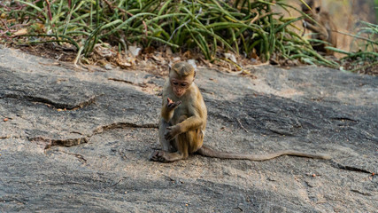 Little Monkey Looks At Its Hand
