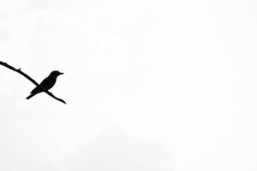 silhouette of a bird on tree branch isolated on pale white background