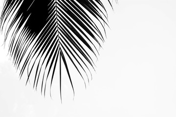 Obraz premium closeup palm leaves - monochrome