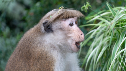 Monkey With Leaves In Her Hair Surprised