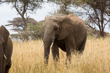 Obraz premium Słoń - afrykański Loxodonta