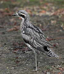 Bush stone-curlew in its enclosure. Latin name - Burhinus grallarius	