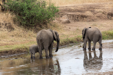 Elefant - Loxodonta africana