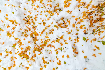 Yellow birch tree leaves in snow