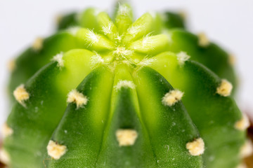 closeup of a cactus