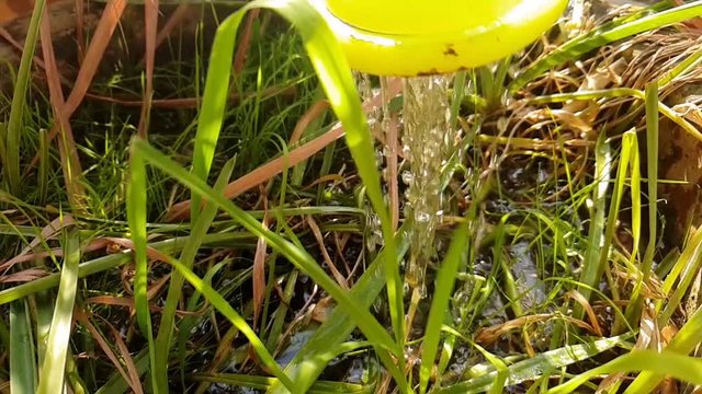 watering plants in my backyard
