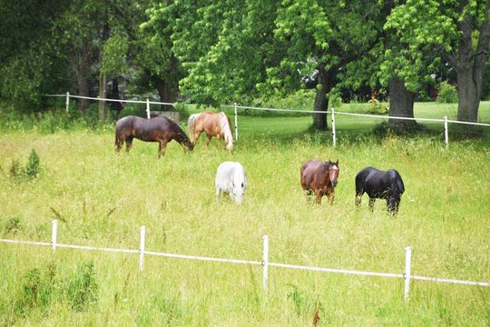 Horses in Tall Grass