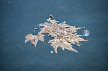 un grupo de hojas secas flotando en la superficie de un lago en invierno.