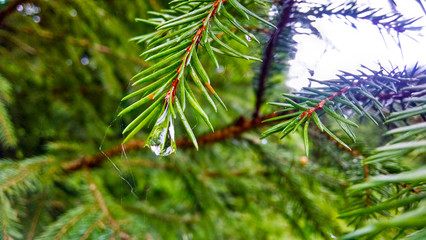  a drop on a tree
