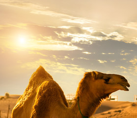 Camel Sand desert safari