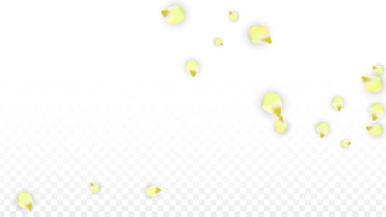 Vector Realistic Pink Petals Falling on Transparent Background.  Spring Romantic Flowers Illustration. Flying Petals. Sakura Spa Design. Blossom Confetti.