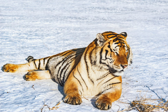 Tiger on the snow at sunny winter day.
