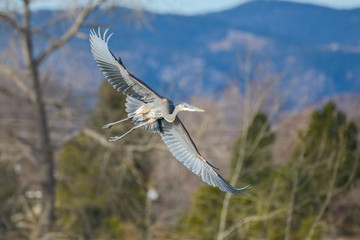 Great Blue Heron Wading in Shallow Water