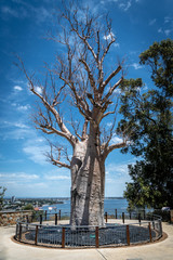 Fototapeta na wymiar Adansonia digitata alias Baobab tree without leafs in Kingspark of Perth