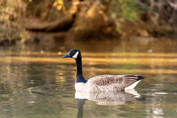 goose in water