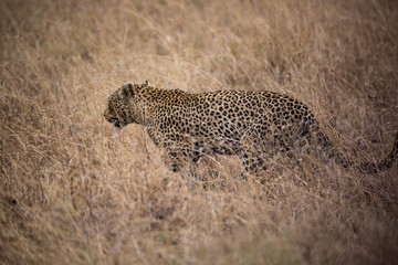 Leopard (Panthera pardus)