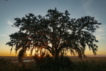 Fototapeta na wymiar Live oak at sunset in Kissimmee Prairie