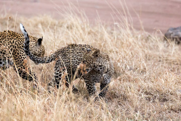 Leopard (Panthera pardus) 