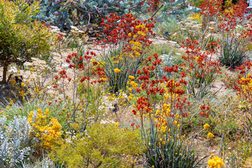 Colorful blooming flowers in Perth botanical garden with its collection of Western Australia