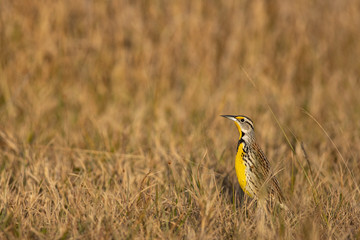 Eastern meadowlark hiding in the grass - Sturnella magna