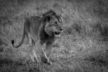 Löwe (Panthera leo)