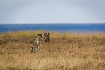 Gepard - Acinonyx jubatus
