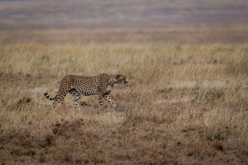 Gepard - Acinonyx jubatus