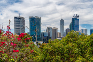 Fototapeta premium Skyline of Perth seen from Kingspark with juicy vegetation in foreground