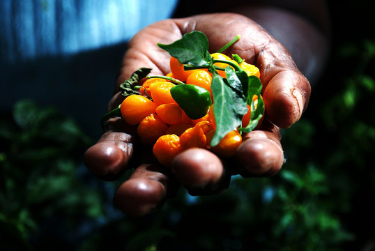 Yellow chili on hand. Region of the Quilombola Community photographed in Presidente Kennedy, Esp&iacute;&shy;rito Santo - Southeast of Brazil. o Santo - Southeast of Brazil. 