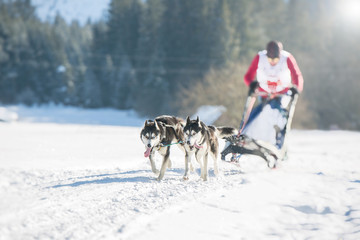 Sled dog racing  on snow in winter time. Husky sled dogs in harness pull a sled with dog driver.